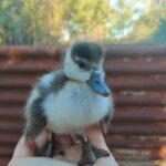 duckling