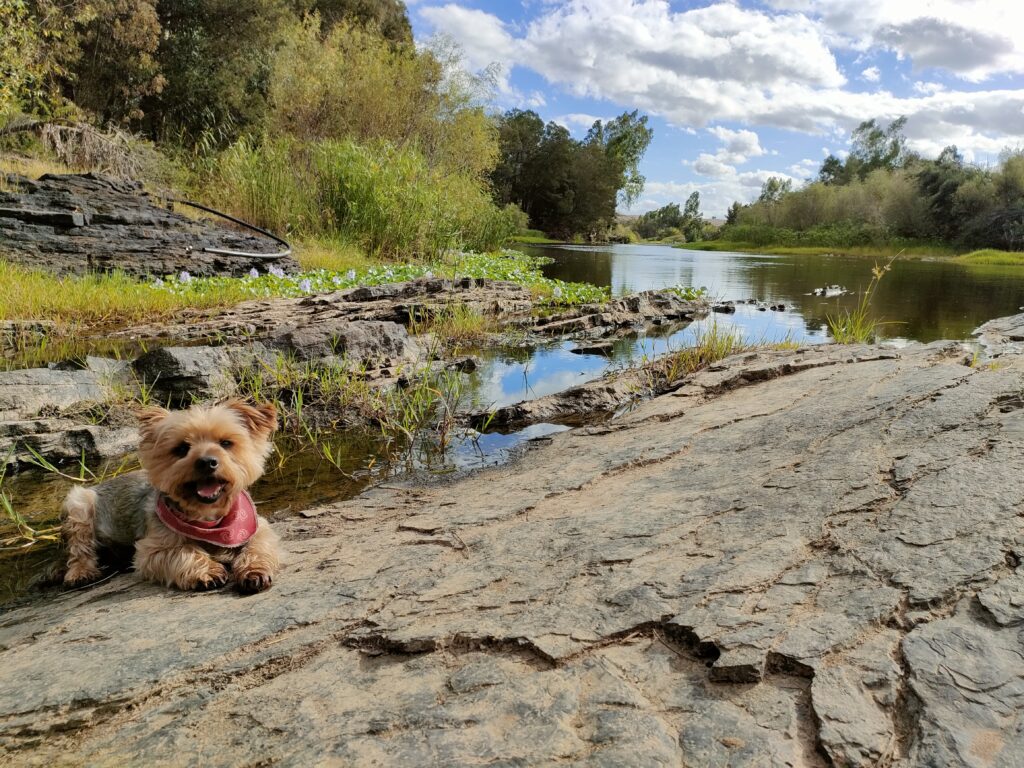 dog at the river