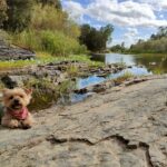 dog at the river