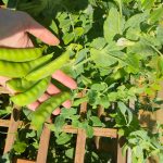 peas in a pod