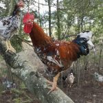 chickens
