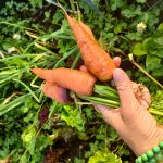 organic carrots